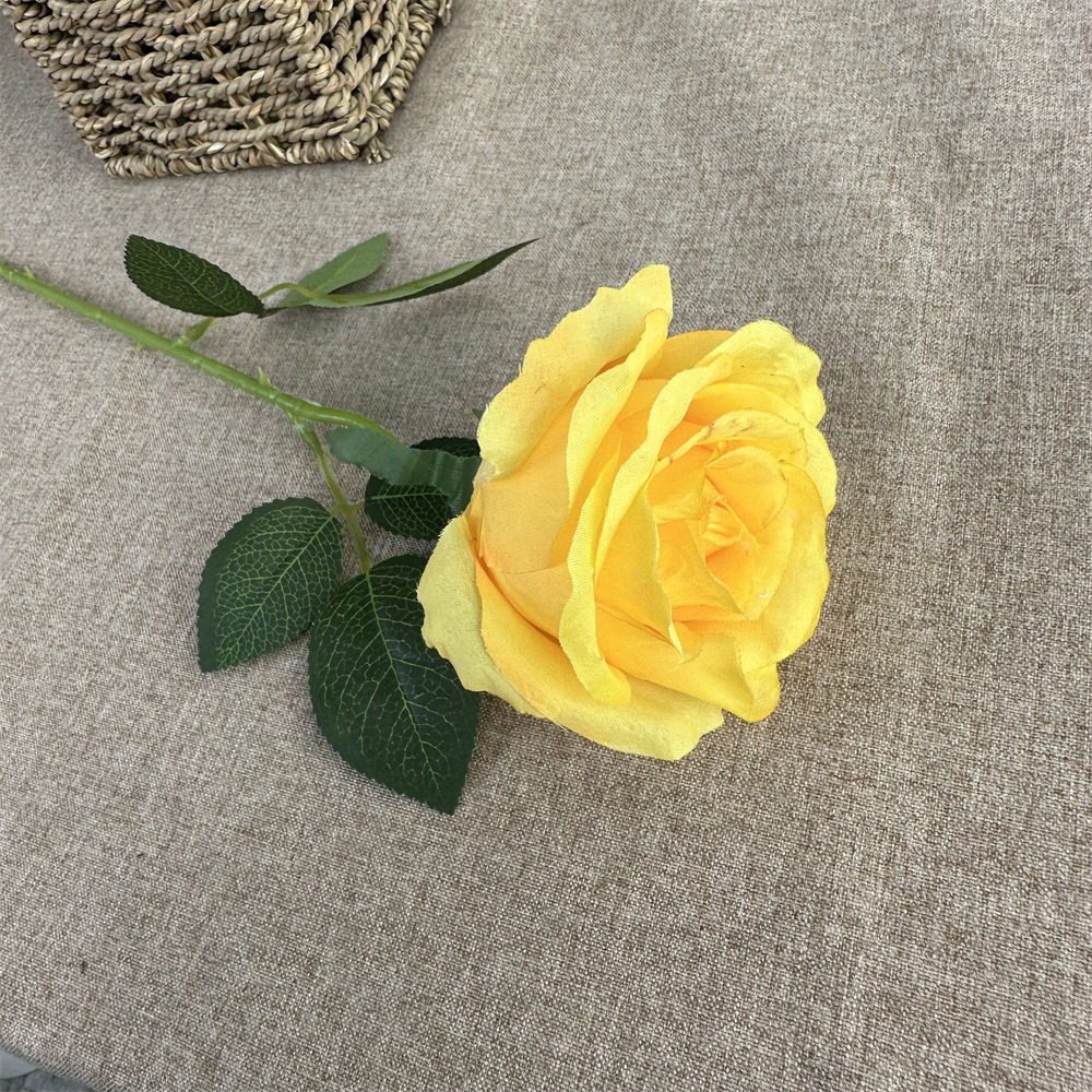 Single anna rose yellow