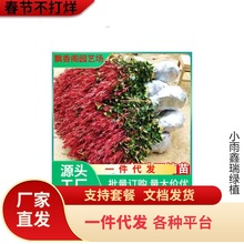 һ�����l�t�~ʯ骘�����~Ůؑ����ͥԺ�e���G����ֲ��ʯ����S��