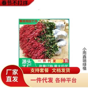 һ�����l�t�~ʯ骘�����~Ůؑ����ͥԺ�e���G����ֲ��ʯ����S��