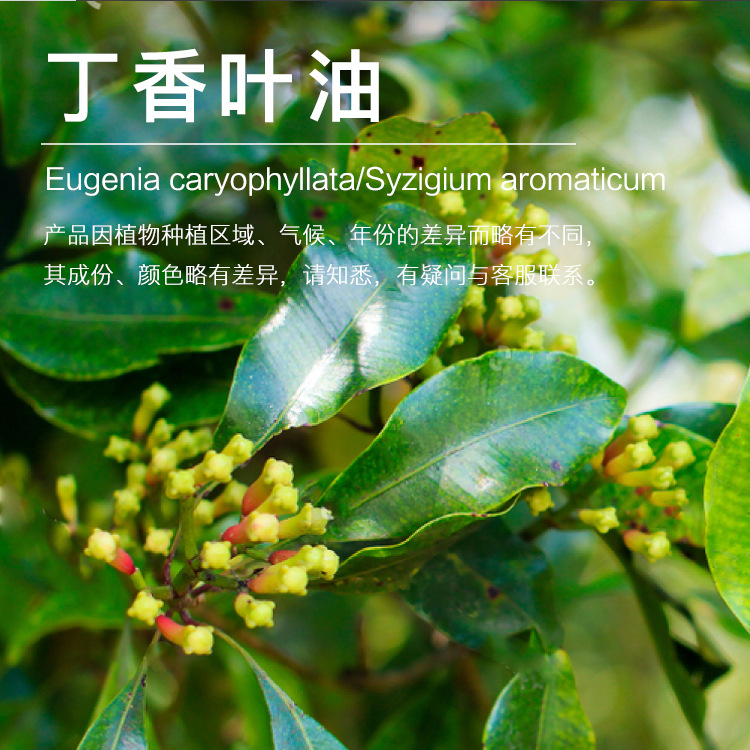 ���ҹ�Ӧ����Ҷ�� ������ȡ����Ҷ����ֲ��������������ӭ�ɹ�