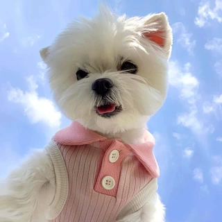 休闲春夏季小型幼犬撞色翻领两脚衣猫咪薄款泰迪比熊宠物狗狗衣服