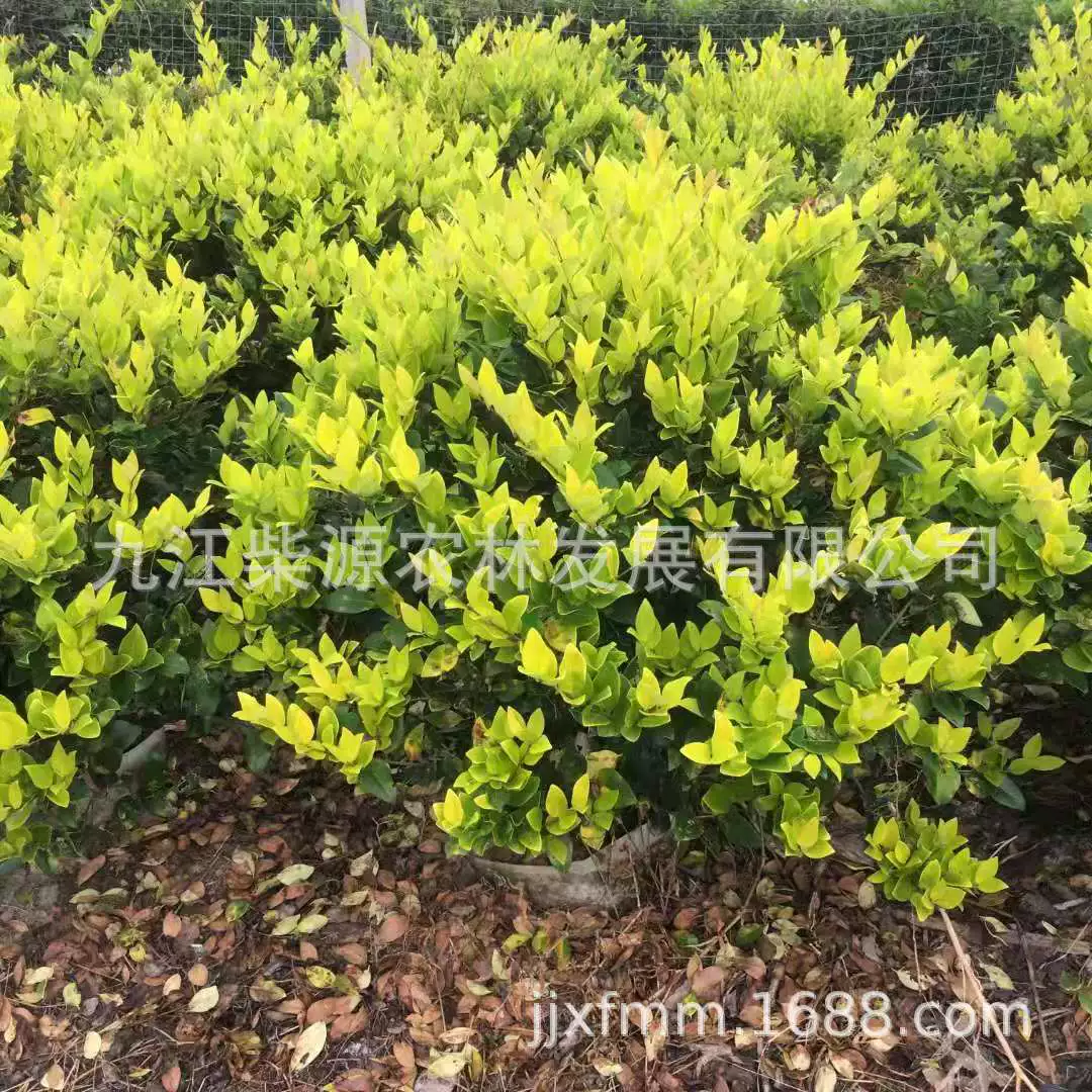 Цветочная клумба для озеленения болотных земель в горшках, живая изгородь, цветочная окантовка, кустарник, защита склонов, почвенное покрытие для озеленения, материал для вырезанных цветов, шар золотой гардении.