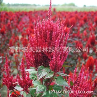 Engineering Landscape Greening Flower Grass Garden Plant Ground Planting Cockscomb Seeds Reed Flower Cockscomb Pen Cockscomb