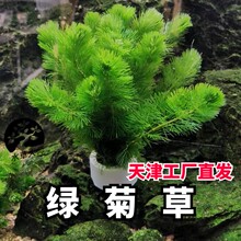 绿菊水草 鱼缸造景阴性草新手易养 净水植物 送固定瓷环 懒人福利