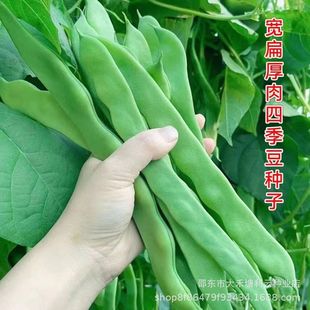 �߮a��������ļ����N�ӱ�ܿ����ܿ���џo����o���߲˷N�ӌ���