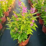 香彩雀 香彩菊 夏季金鱼草 天使花 蓝天使 绿化地被植物 盆栽植物