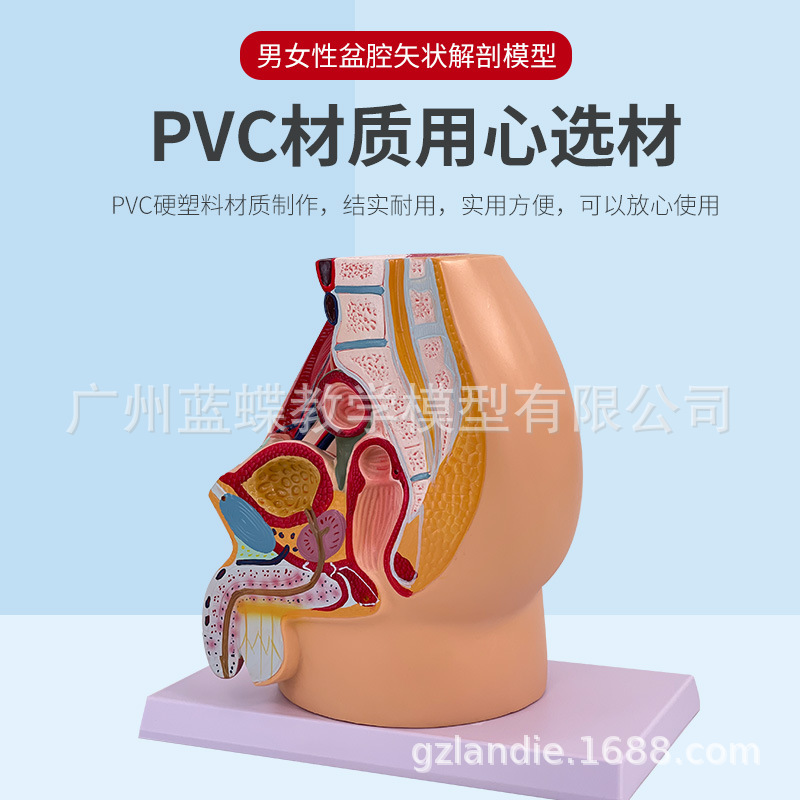 Ů����ֳϵͳʸ״����ģ�� Ů�������ӹ� ��ǻʸ״����ģ�� 1����