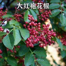 四川花椒树苗大红袍狮子头九叶青麻椒果树苗盆栽地栽南方北方种植