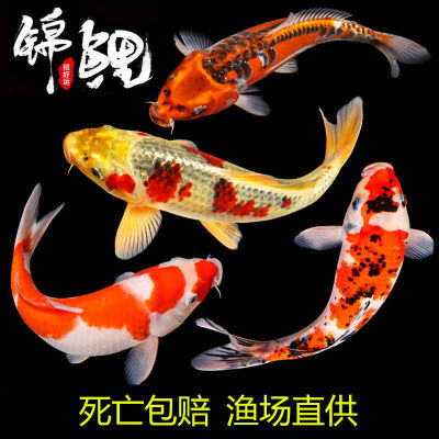 錦鯉觀賞魚草金魚活魚錦鯉魚活體冷水觀賞魚耐活好養練手魚