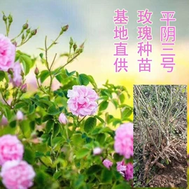 代用/养生茶;花果茶;化妆水爽肤水