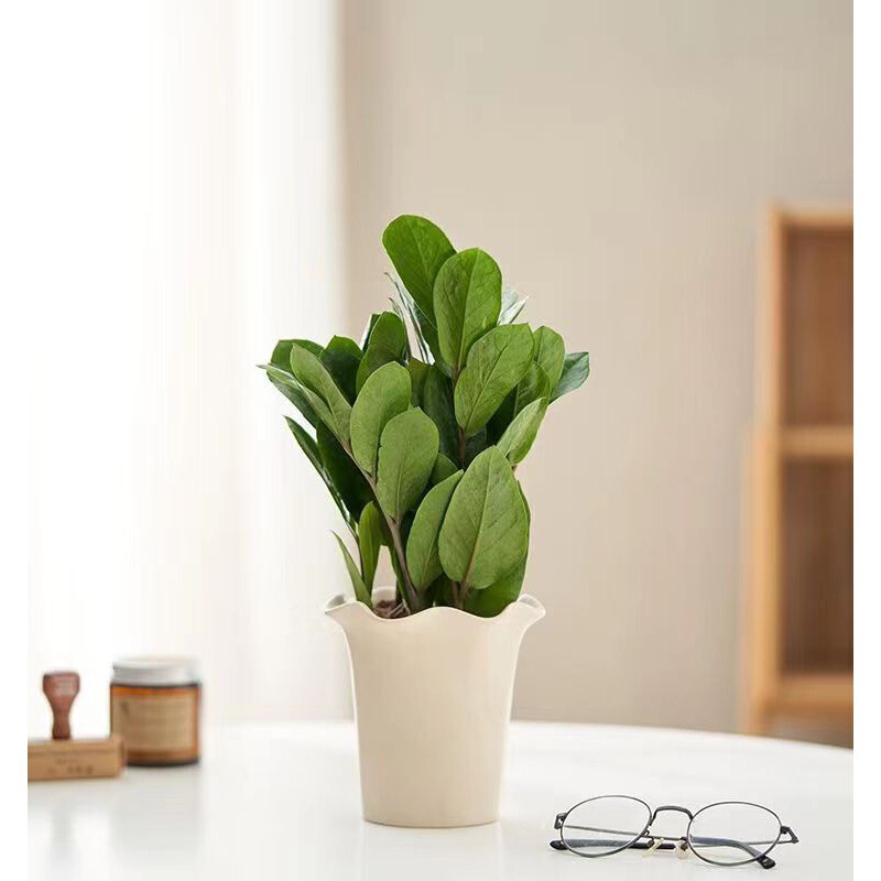 Ins Style Money Tree Potted Plant Indoor Living Room Easy to Grow Green Plants to Attract Wealth, Absorb Formaldehyde, Prevent Radiation and Purify the Air