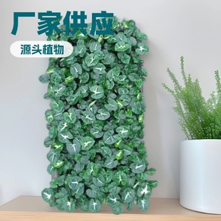Office and Home Desktop Green Plants, Green Elf, White Butterfly, Taro, Micro-Landscape Potted Plants, Hydroponic Greening, Evergreen All Year Round