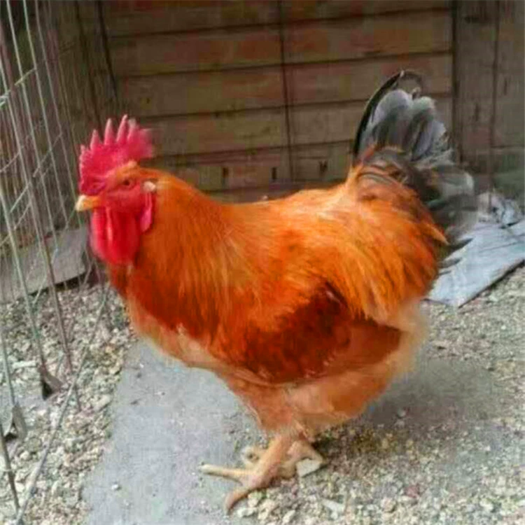 Оптовая продажа быстрорастущих желтых цыплят, живых однодневных трехжелтых цыплят, быстрорастущих, подходящих для сельскохозяйственных горных бройлеров.