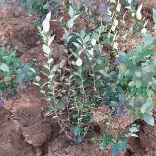 �{ݮ��������l3��-5���錚�{ݮ�� �G��ʯ �X�����ϸ��{ݮ��