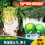奶油黄心乌乌塌菜种子 农田菜地阳台蔬菜越冬蔬菜金满地黄心乌籽