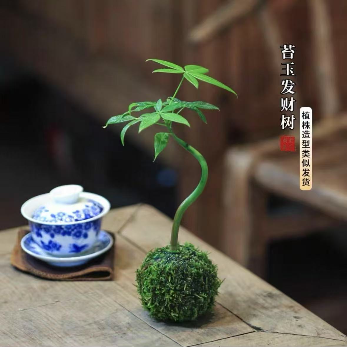 Cây Tiền Wanwan [Quả bóng rêu thủy canh] + Đế tròn