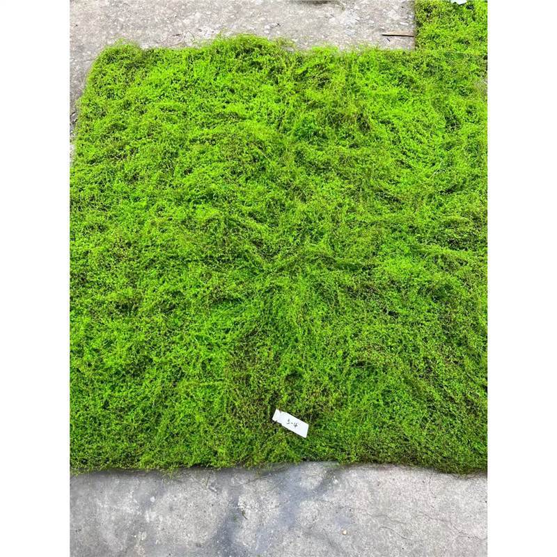 模擬緑のシルクココナッツシュレッドモスマイクロ風景装飾装飾品模擬緑植物ゴールデンモンキーフィリング装飾風景模擬ツリー|undefined