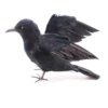 Large wingspan