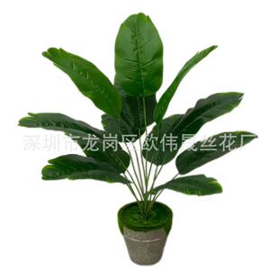 �S��ֱ�N����Gֲ12�^�Ž��~���˽������B�㽶�~�Gֲ�����b[��