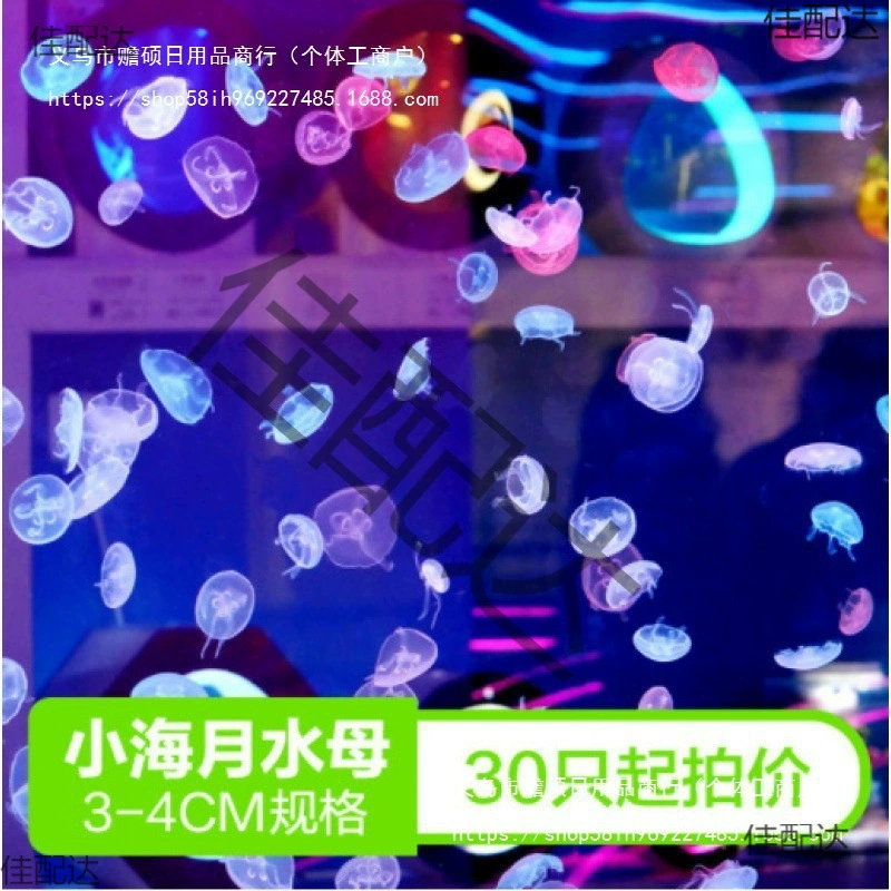 Оптовая продажа 100 штук декоративных нетоксичных медуз морской луны 2/3, живые декоративные медузы для уличных ларей