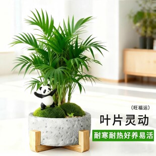 ����Ҭ��С�����k�����҃�����Gֲ���FҬ���ļ�С�辰