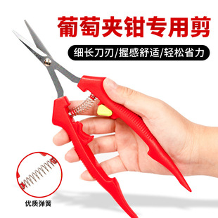 Ichiro Nakamura grape picking scissors picking prickly ash scissors winter jujube scissors fruit picking tongs thin fruit scissors Bud scissors