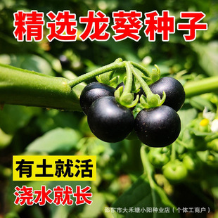 Ұ�������ѷN�����������ѷN����Ʒ�NҰ���ѷN�Ѹ����֭�I�B�S��