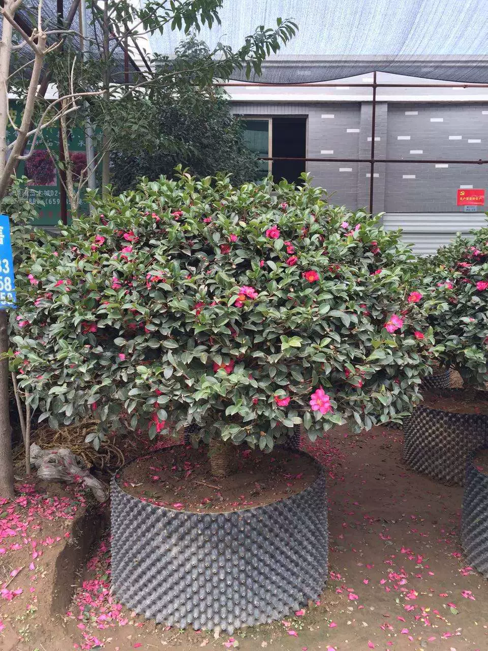 Чай сливовый шарик Xiaoshan база прямой чай Слива питательная чашка чая сливы различные спецификации озеленение проект Оптовая