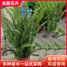 �Iާ���� ������ľ����ֱ�N�^�p�rֵ�߾G���������ݻ��� �Iާ��