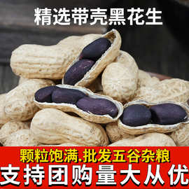 新货带壳黑花生可批发带壳生自然晒干黑皮花生黑花生米