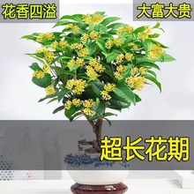 ļ𻨘B̨ͥԺļ_𻨻Ϙ҃׻