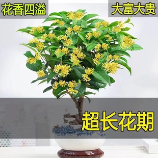 ļ𻨘B̨ͥԺļ_𻨻Ϙ҃׻