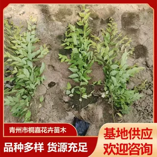 乔木金叶榆基地供应批发工程庭院绿化苗金叶榆树小苗