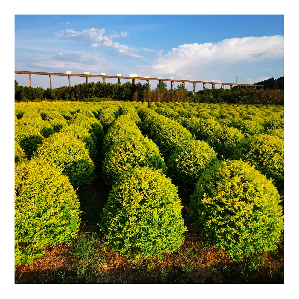 Золотая Корона Ligustrum Lucidum мяч проекта Муниципальный двор экологизации мяч питомник самопродажа различных видов экологизации растений
