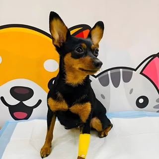 定制纯种小鹿犬小型护卫犬幼崽活体宠物狗狗玩赏犬茶杯犬幼崽批发