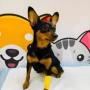 纯种定制活体狗狗玩赏犬