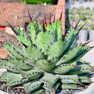 Strong Curved Ballet Green Plant Potted Landscape Succulent Plant Greenhouse Wholesale Agave Radiation Protection Haworthia
