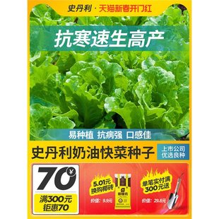 Stanley Cream Fast Vegetable Seeds Small Water Cabbage Seeds Four Seasons Vegetables Autumn Fast-Growing Chicken Feather Seeds