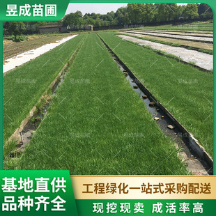 Wolf Shadow No. 3 Carpet Grass, Evergreen Courtyard Greening, Slope Protection, Soil Fixation, No Pruning, Wolf Shadow No. 3 Carpet Turf