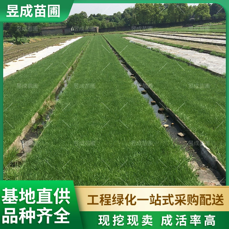 Волчья тень № 3 Соломенное одеяло Четыре сезона Вечнозеленый двор Озеленение склона и почва без обрезки Волчья тень № 3 ковер газон