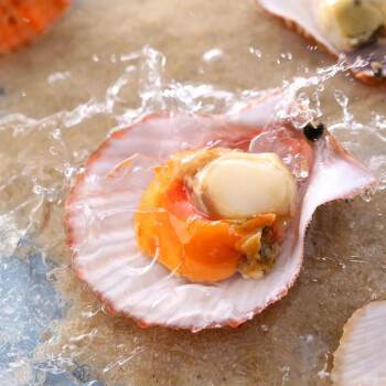 产地货源自助餐食材冷冻贝类海鲜瑶柱海鲜 批发冷冻商用半壳扇贝