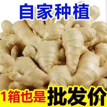 山东大姜老姜生姜9斤新鲜黄姜土姜现挖子姜嫩姜鲜姜嫩姜牙包邮