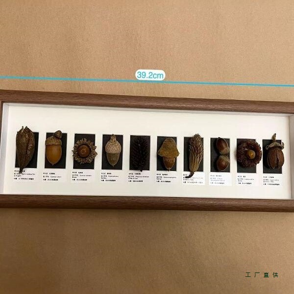 Handmade Plant Fruit Seed Specimen Decorative Painting Dried Flower Photo Frame Birthday Gift Niche Designer Decoration