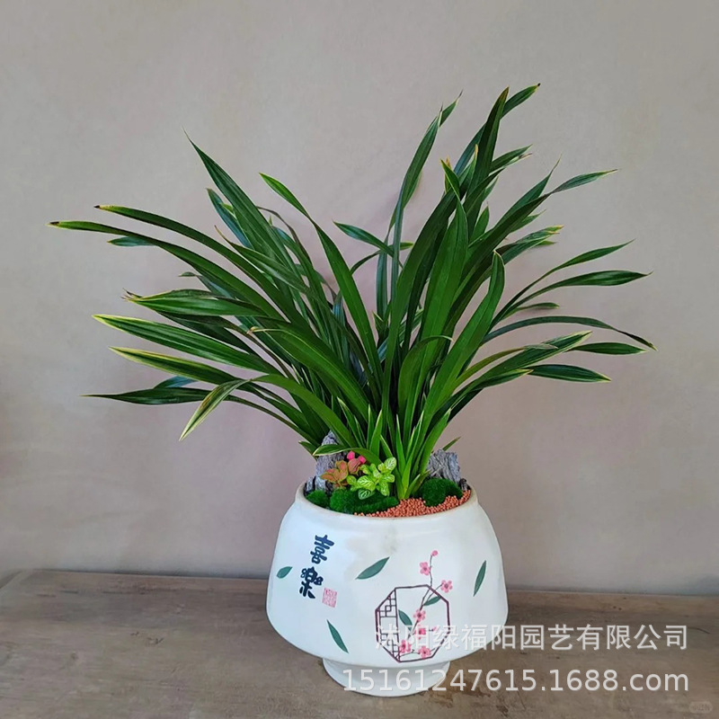 名贵花卉兰花浓香型兰花苗墨兰春兰建兰四季兰花室内花卉绿植盆栽