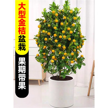 ��ۘ�����̖���Կ�ʳ�Î�����Ƥ��ێ����Ժ��ļ��͏d�҃ȷNֲ