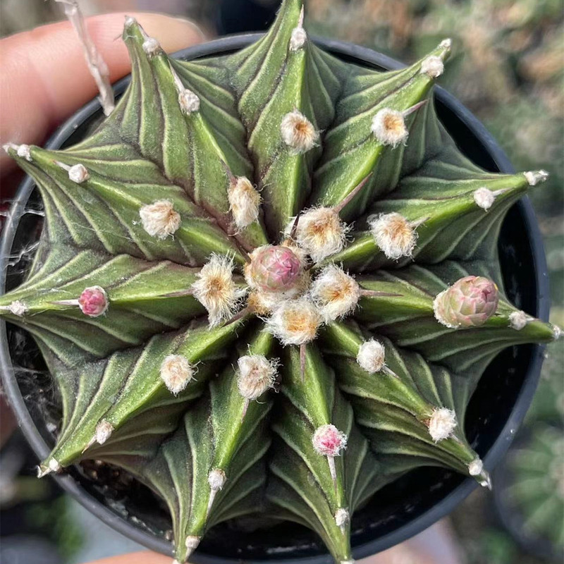 大仙人球コレクション、鉢植えの開花仙人掌、多肉植物、星兜瑞昌玉、玉龍鳳玉、玉翁|undefined