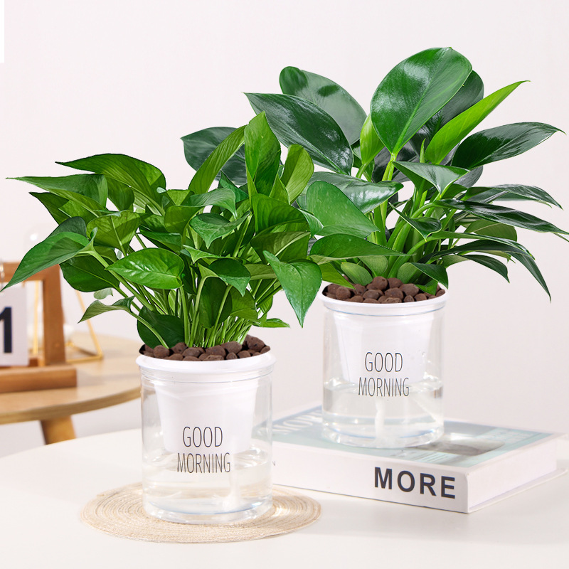 [화분 2개 특가] 골든 다이아몬드 + 포토스(굿모닝 화분) + 영양액