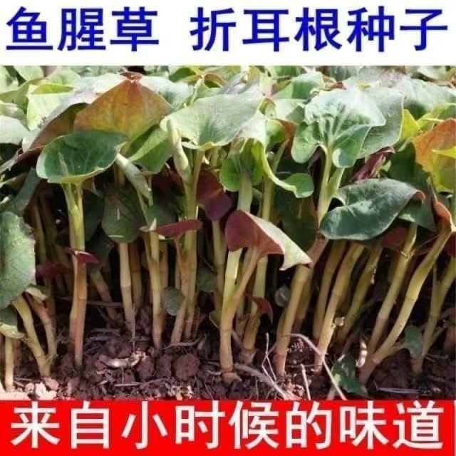semillas de houttuynia, semillas de semillas, raíces de orejas dobladas, plántulas de raíces frescas en maceta, cuatro estaciones, Guizhou, Yunnan, Sichuan