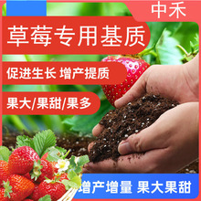 草莓基质营养土无肥种植育苗 扦插