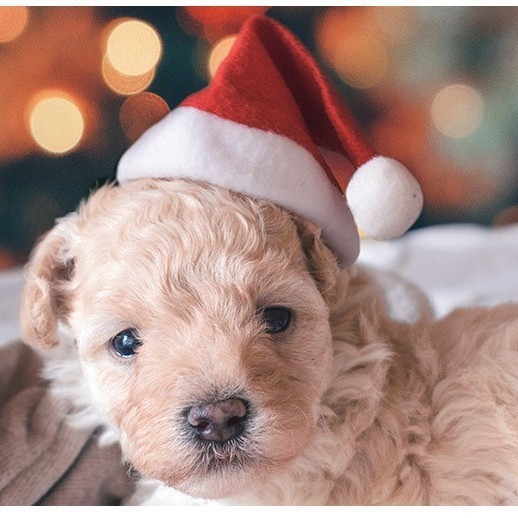 ペットのクリスマスの帽子のテディは熊の猫と犬の帽子の創意的な頭飾りを比べて22祝日のパーティーの装飾用品を飾ります。|undefined